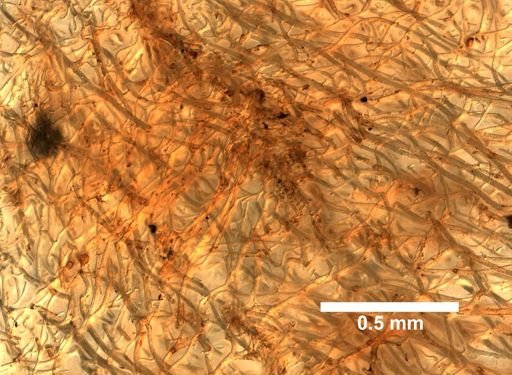 Hippospongia communis