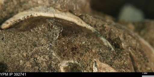 undet. Bivalvia