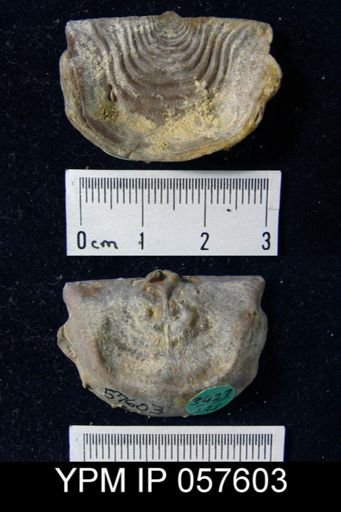 Leptaena rhomboidalis