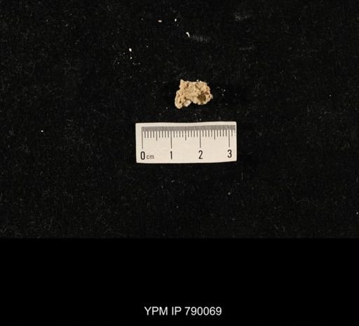 undet. Brachiopoda; shell hash with