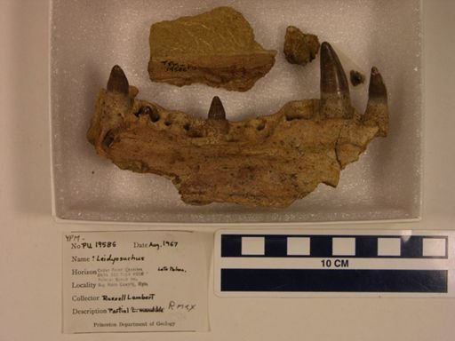 Leidyosuchus sp.