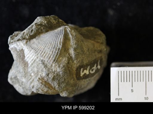 undet. Cyrtospiriferoidea