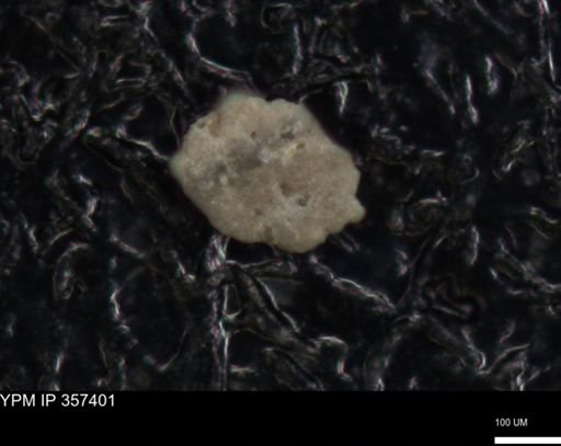 undet. Foraminiferida