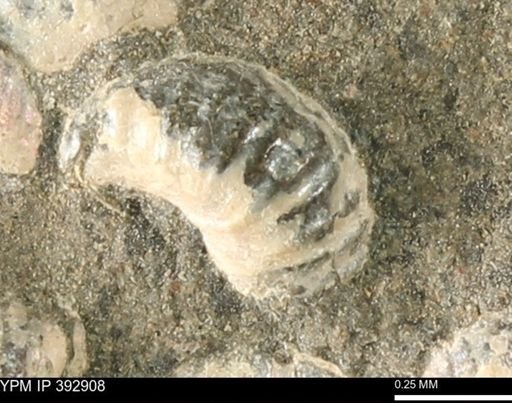 Scaphites sp.