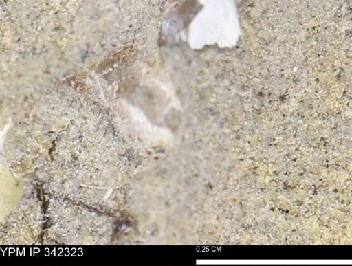undet. Mollusca