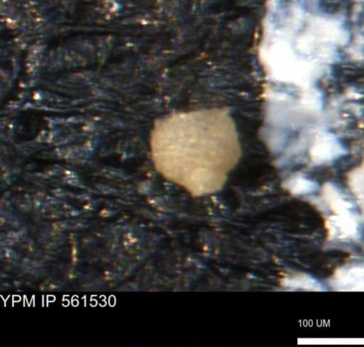 Miliammina ischnia