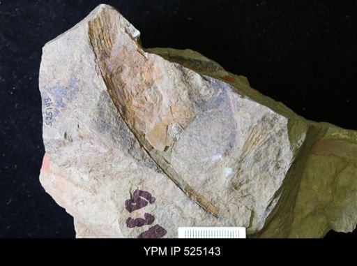 undet. Asaphidae