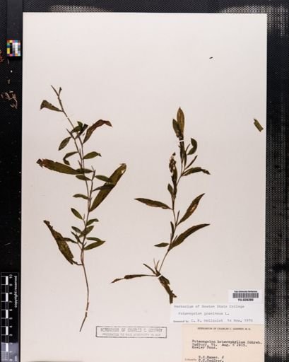 Potamogeton gramineus