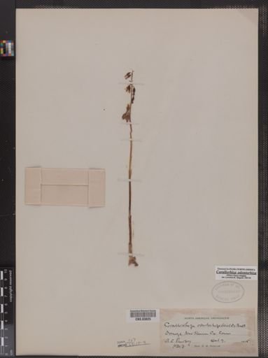 Corallorhiza odontorhiza