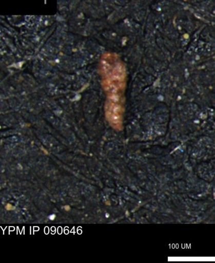 Verneuilinoides kansasensis