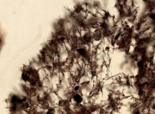 Haliclona oculata