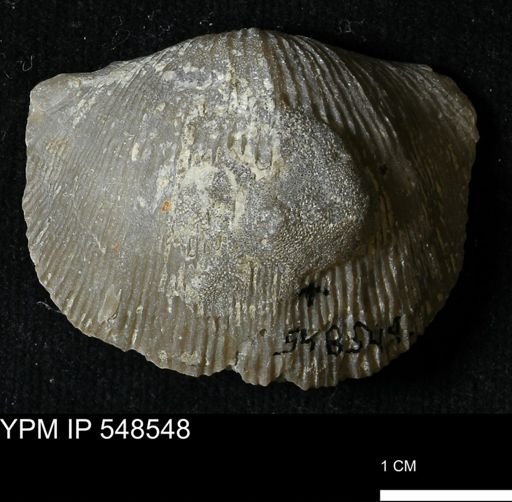 Stropheodonta navalis