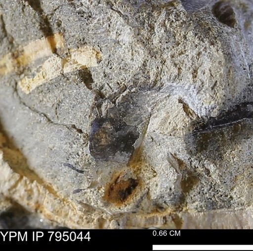 undet. Bivalvia