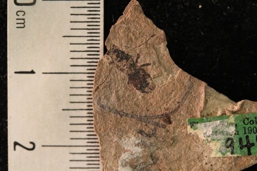 Liometopum miocenicum