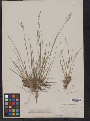 Panicum depauperatum