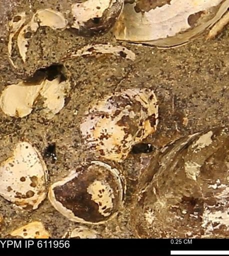 Protocardia subquadrata