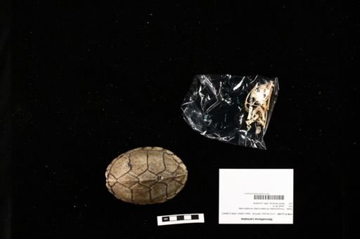 Sternotherus carinatus