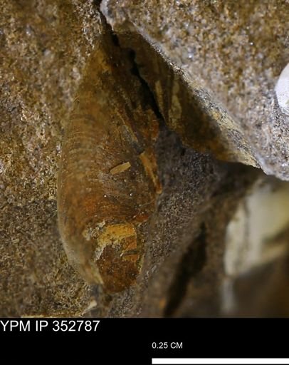 undet. Bivalvia