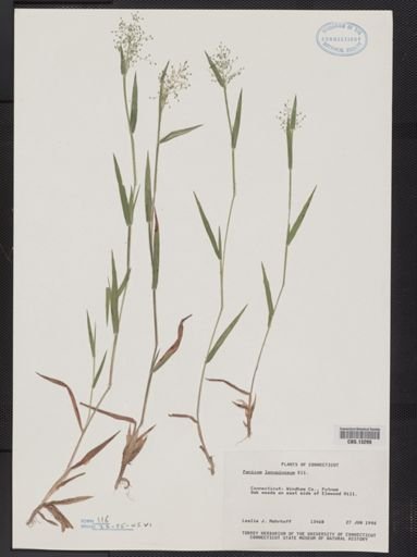 Panicum lanuginosum