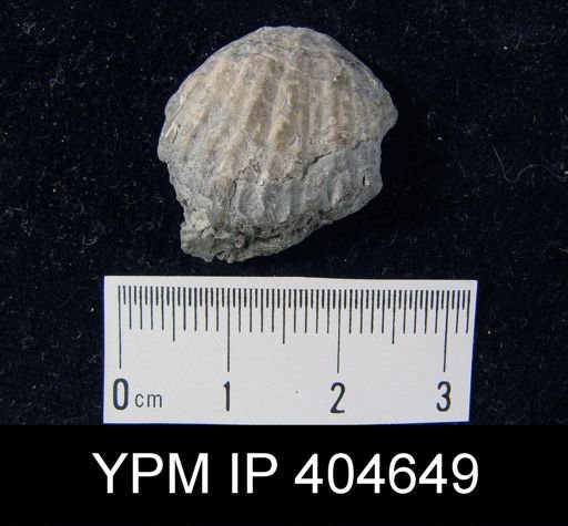 Pentamerella pavilionensis