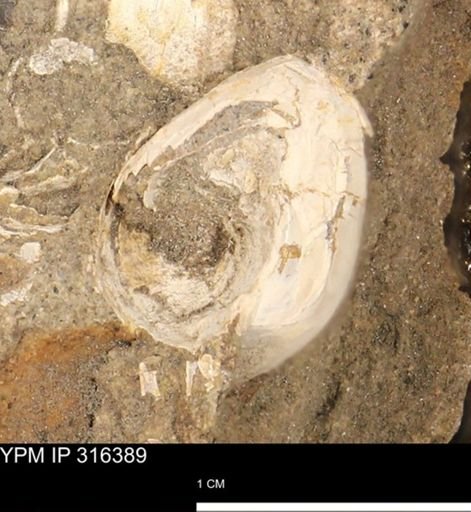 undet. Mollusca