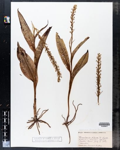 Habenaria flava