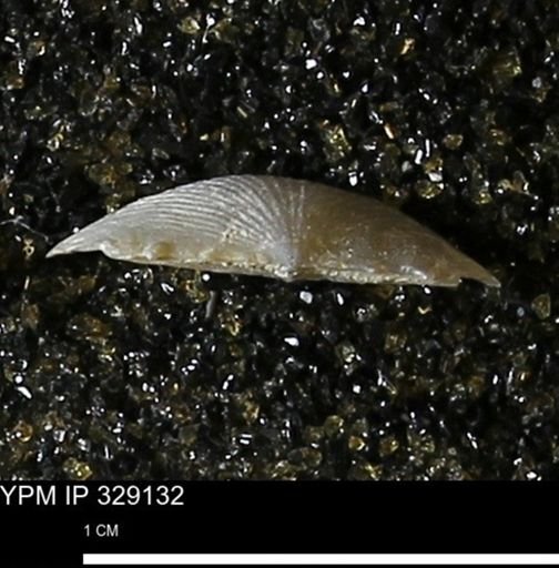 Chonetes scitulus