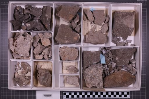 mixed taxa, stratigraphic collection