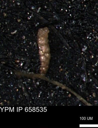 Verneuilinoides kansasensis