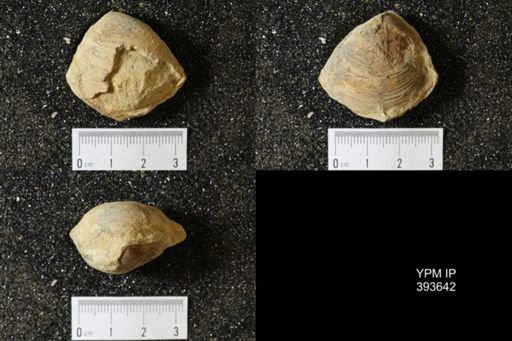 Corbicula?
