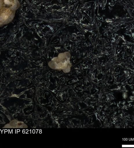 undet. Foraminiferida