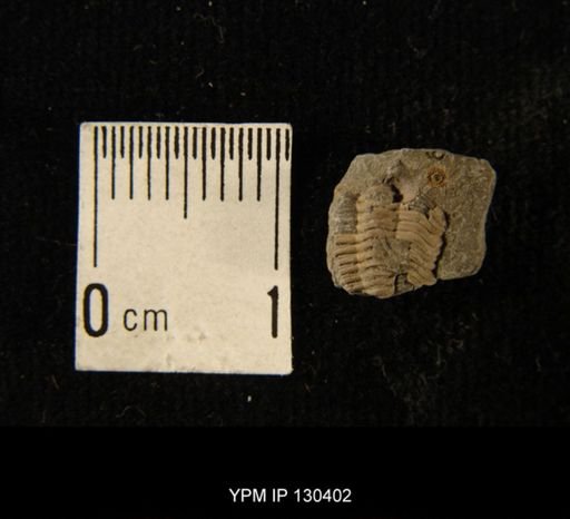 Phacops rana