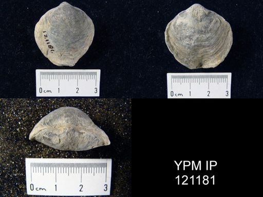 Athyris sp.