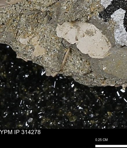 undet. Scaphopoda