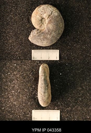 Hoploscaphites nicolletii