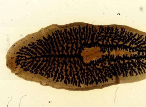 Procotyla fluviatilis