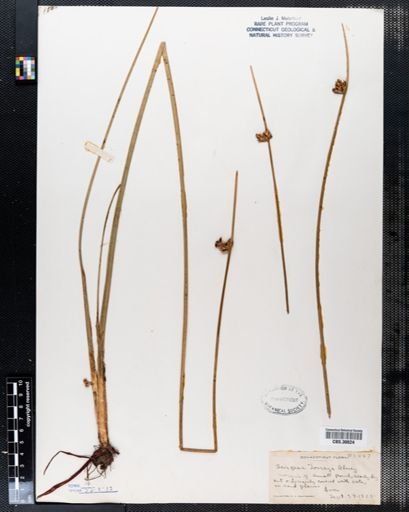 Scirpus torreyi