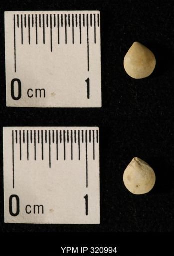 Dielasma elongatum