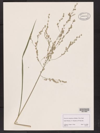 Glyceria canadensis