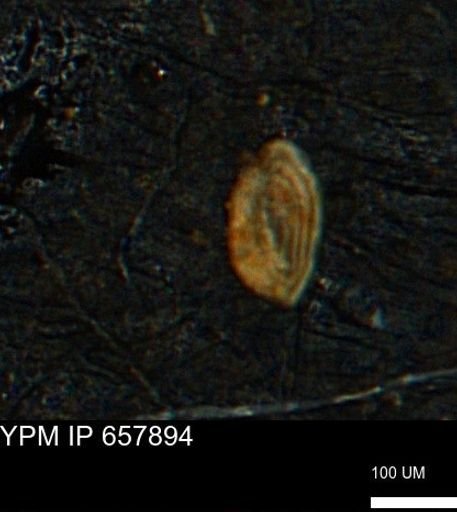Spirolocammina planula