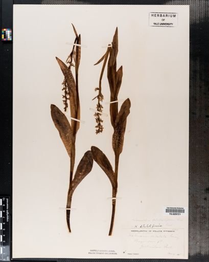 Plantae