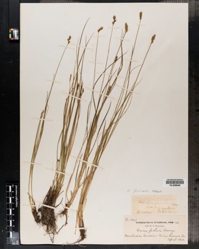 Carex