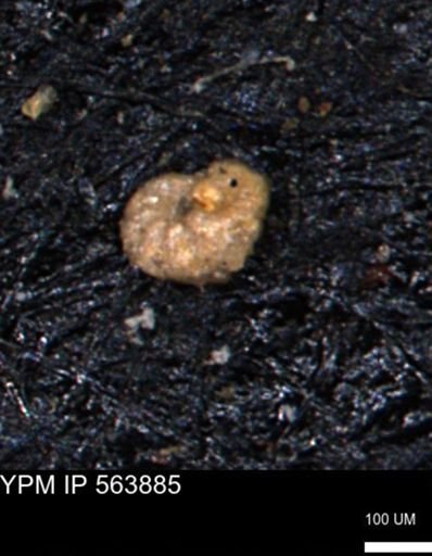 Alveolophragmium linki