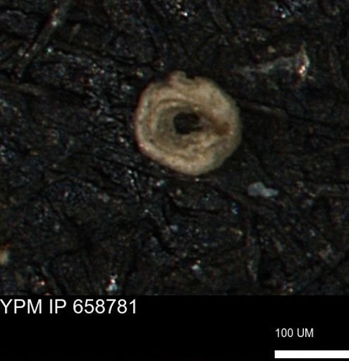 Spirolocammina subcircularis