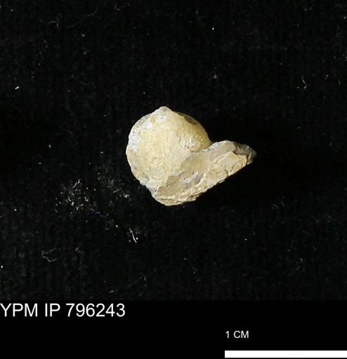 Protocardia subquadrata