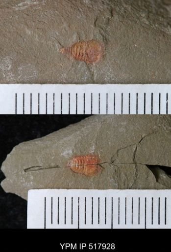 undet. Synziphosurina