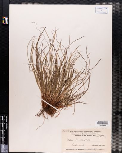 Carex