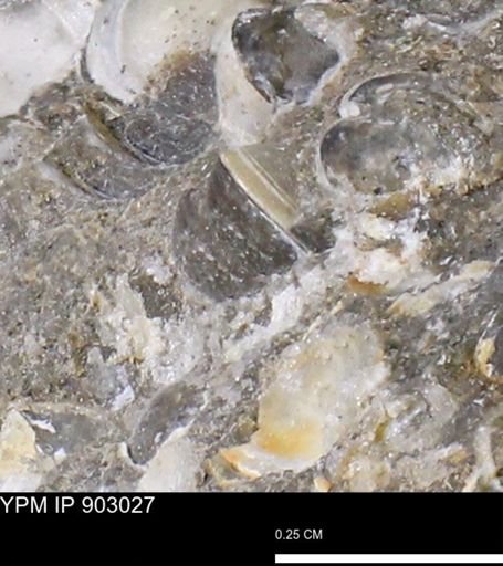 undet. Mollusca
