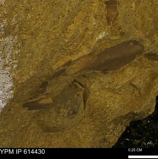 Mollusca