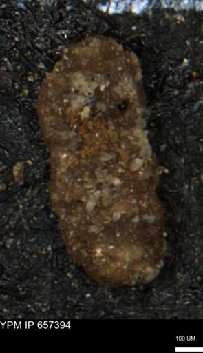 Ammobaculites euides